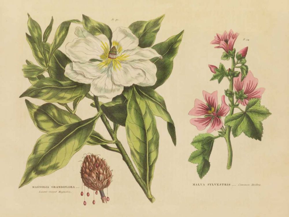Herbal Botanical II art print by Wild Apple Portfolio for $57.95 CAD