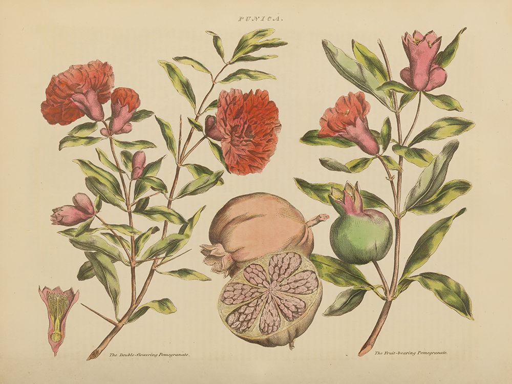 Herbal Botanical III art print by Wild Apple Portfolio for $57.95 CAD