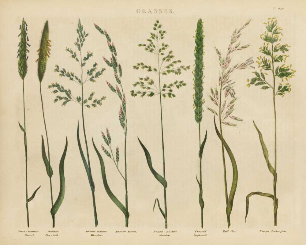 Herbal Botanical VII art print by Wild Apple Portfolio for $57.95 CAD