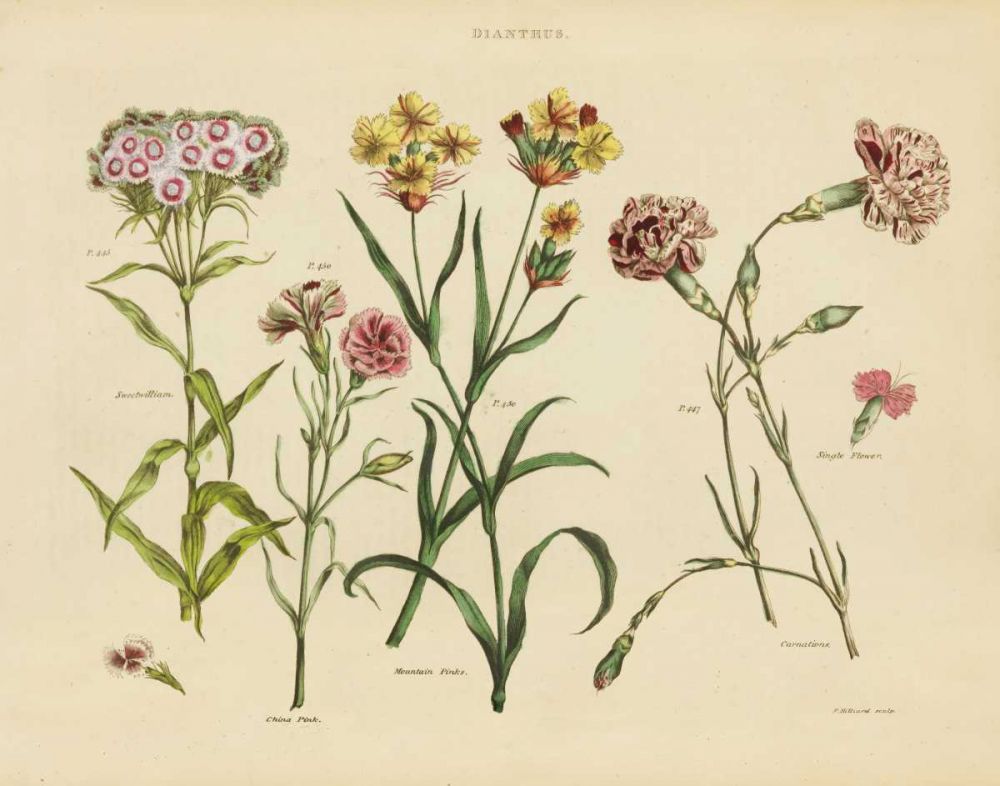 Herbal Botanical VIII art print by Wild Apple Portfolio for $57.95 CAD