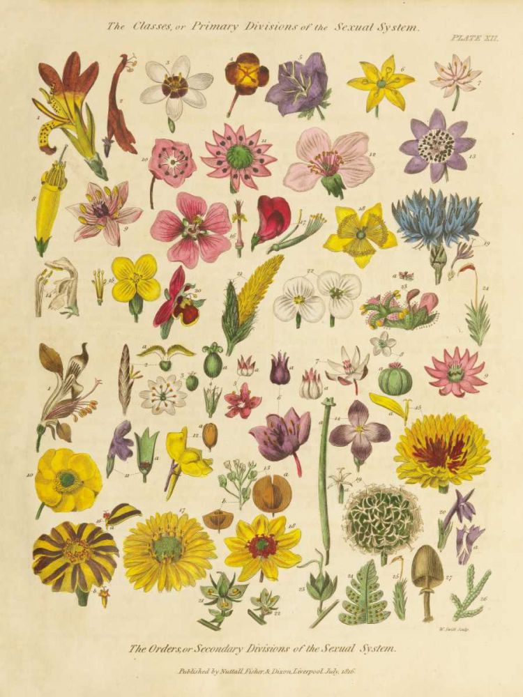 Herbal Botanical XI art print by Wild Apple Portfolio for $57.95 CAD