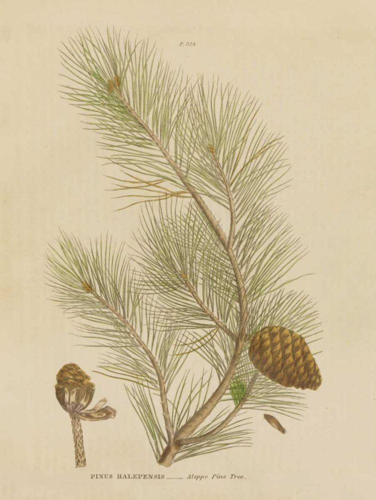 Herbal Botanical XIII art print by Wild Apple Portfolio for $57.95 CAD