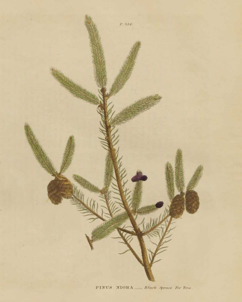 Herbal Botanical XIV art print by Wild Apple Portfolio for $57.95 CAD
