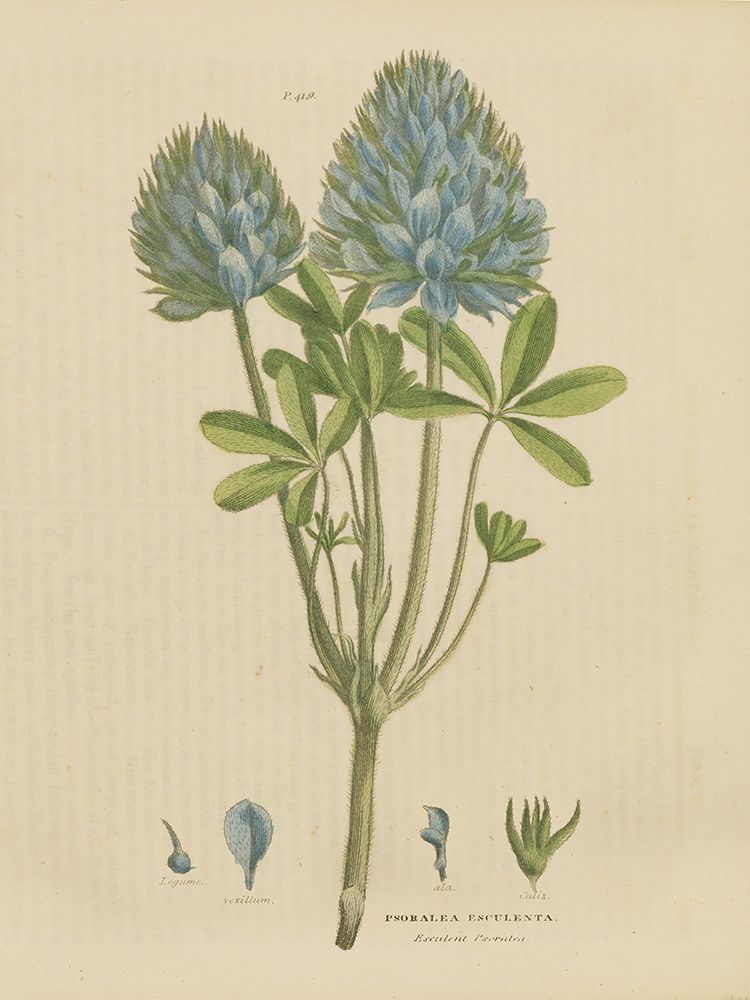 Herbal Botanical XV art print by Wild Apple Portfolio for $57.95 CAD
