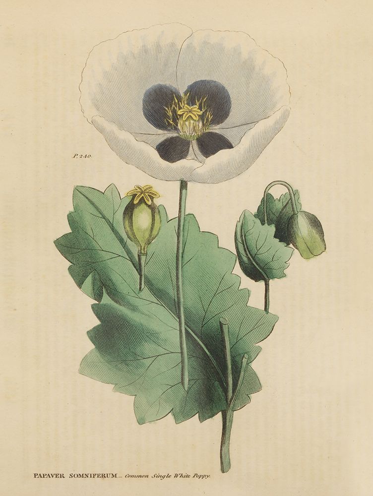 Herbal Botanical XVI art print by Wild Apple Portfolio for $57.95 CAD