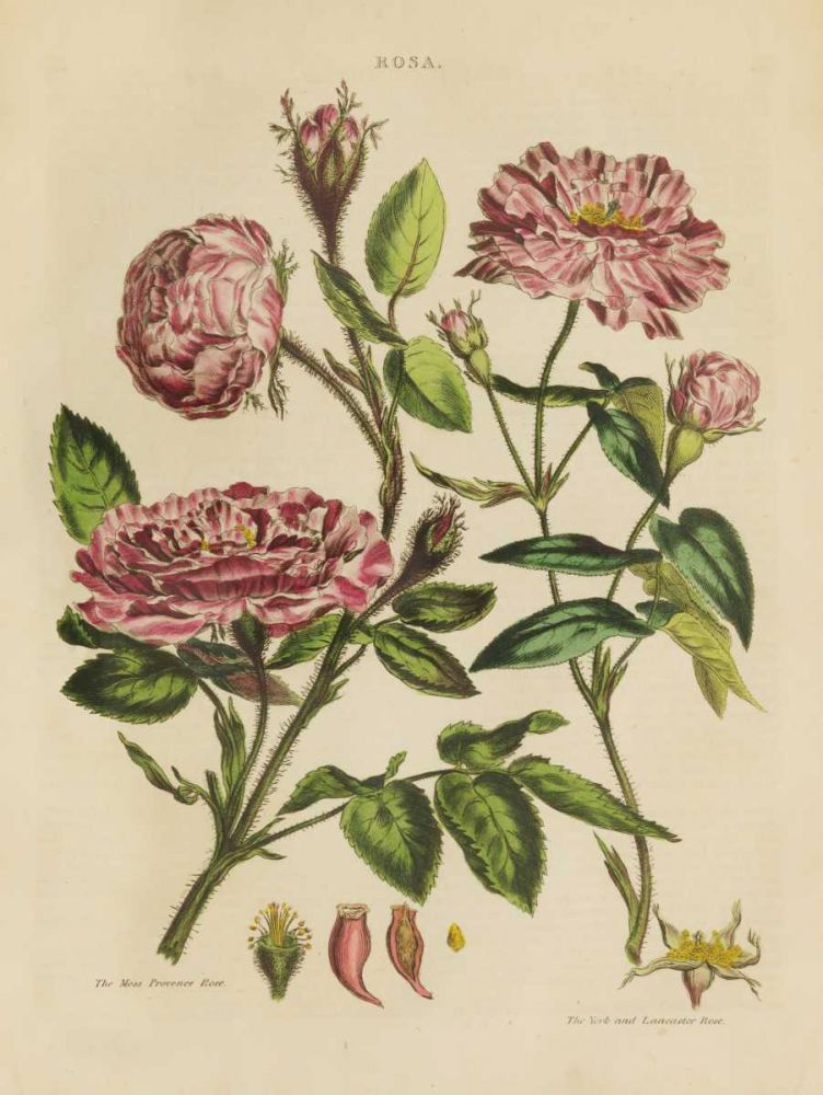 Herbal Botanical XVIII art print by Wild Apple Portfolio for $57.95 CAD
