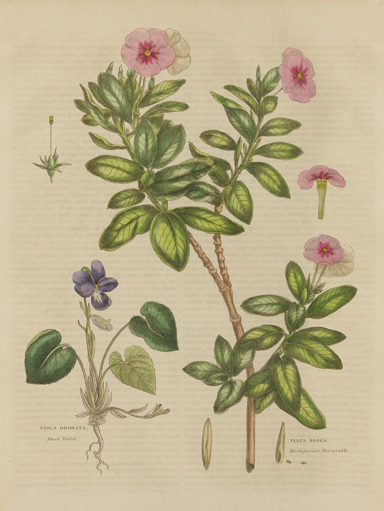 Herbal Botanical XIX art print by Wild Apple Portfolio for $57.95 CAD