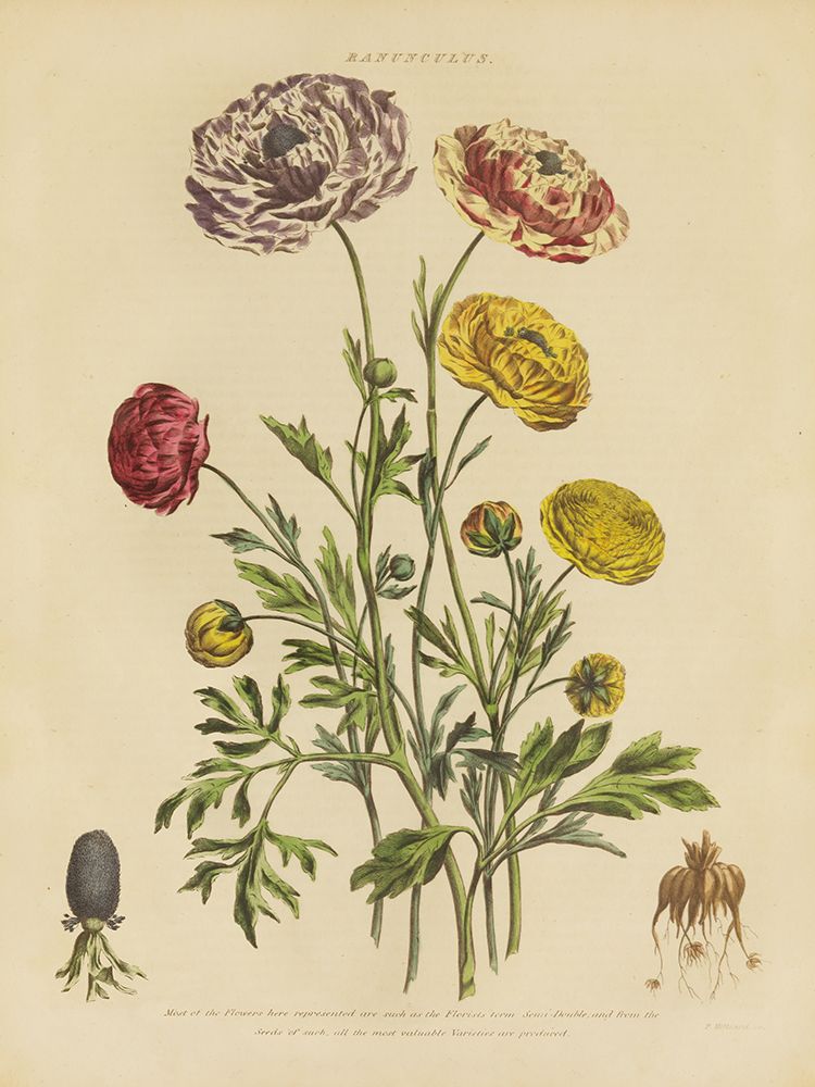 Herbal Botanical XXII art print by Wild Apple Portfolio for $57.95 CAD
