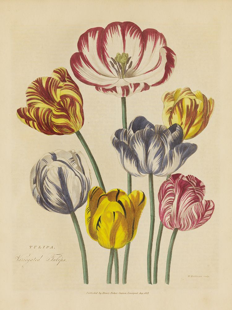 Herbal Botanical XXIII art print by Wild Apple Portfolio for $57.95 CAD