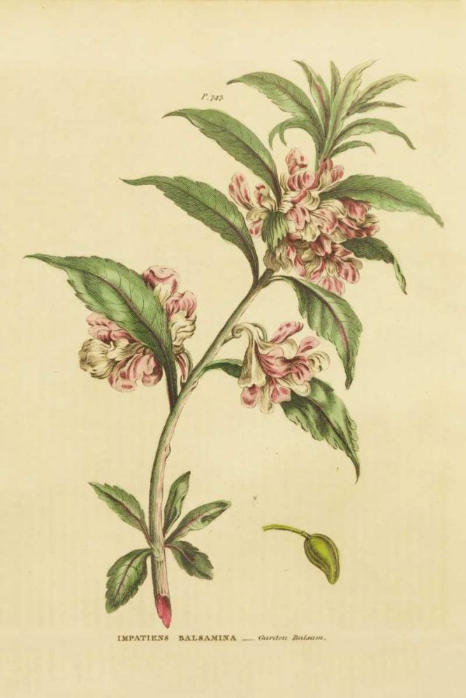 Herbal Botanical XXVI art print by Wild Apple Portfolio for $57.95 CAD
