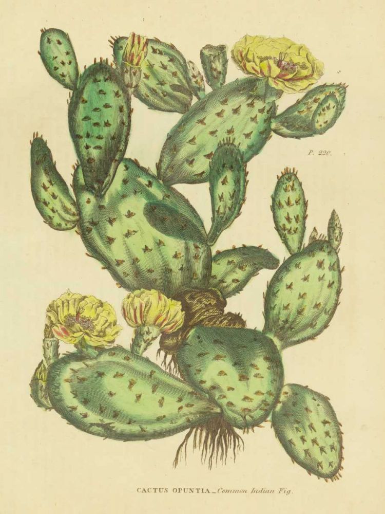 Herbal Botanical XXIX art print by Wild Apple Portfolio for $57.95 CAD