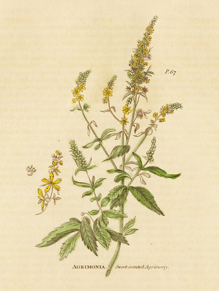 Herbal Botanical XXX art print by Wild Apple Portfolio for $57.95 CAD