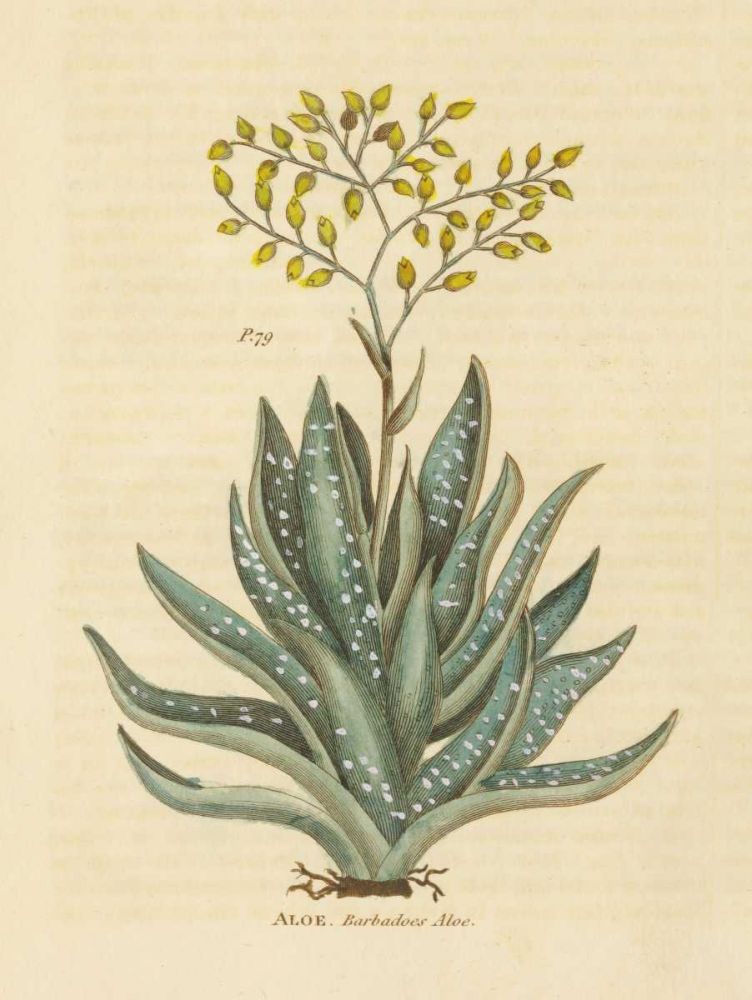 Herbal Botanical XXXI art print by Wild Apple Portfolio for $57.95 CAD