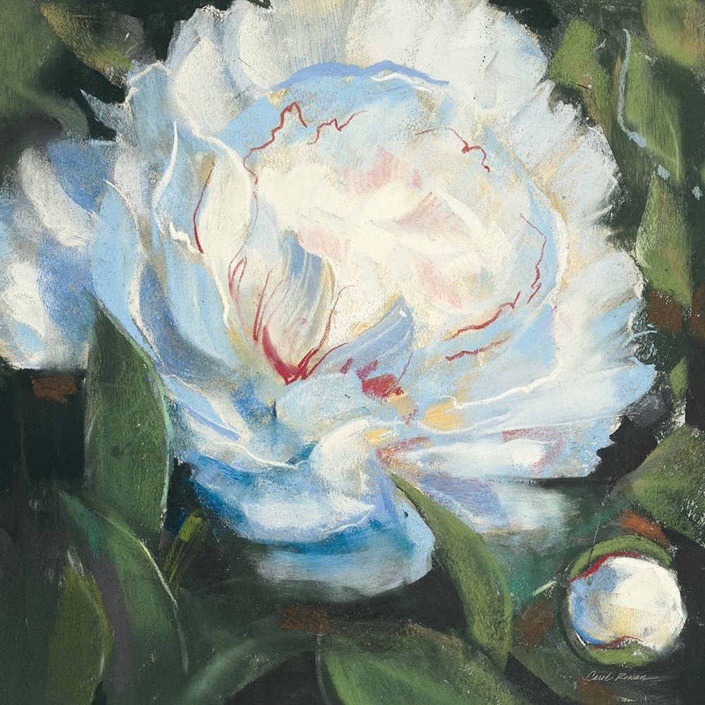Peony I art print by Carol Rowan for $57.95 CAD