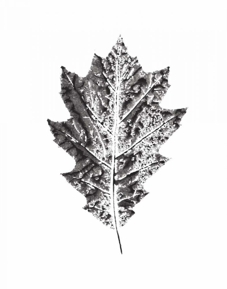 Harvest Sentiments VII BW no Words art print by Moira Hershey for $57.95 CAD