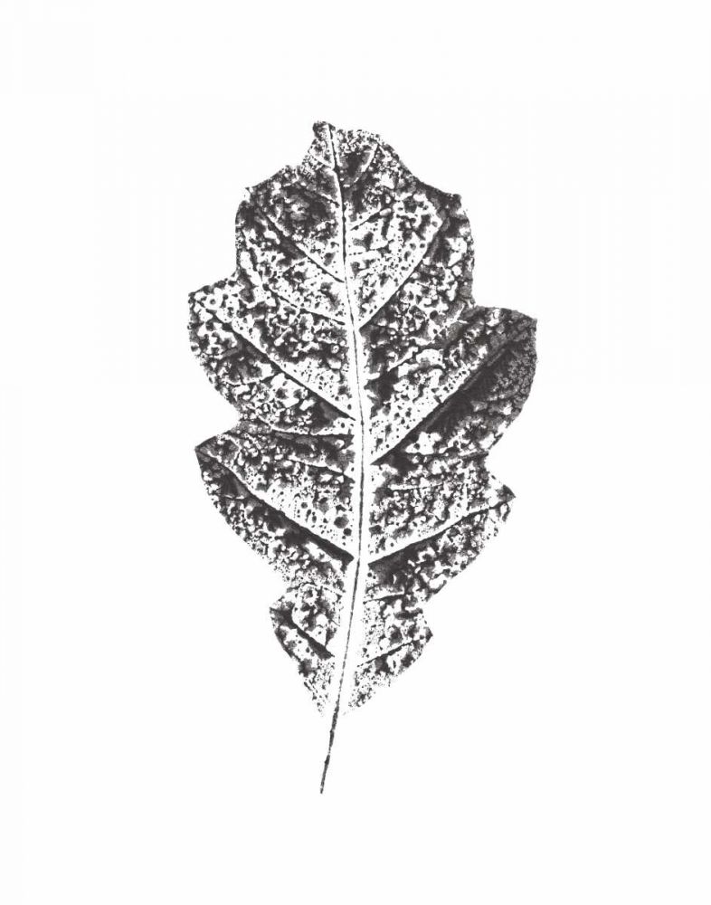 Harvest Sentiments VIII BW no Words art print by Moira Hershey for $57.95 CAD