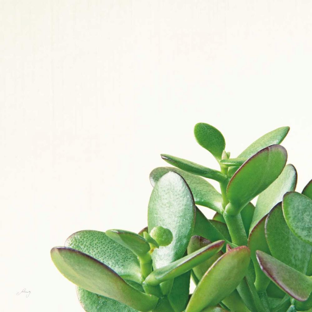 Succulent Simplicity IV Neutral art print by Felicity Bradley for $57.95 CAD