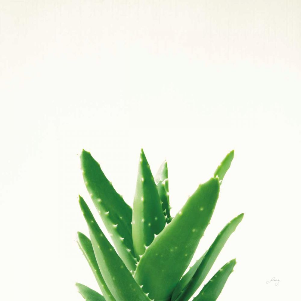 Succulent Simplicity V Neutral art print by Felicity Bradley for $57.95 CAD