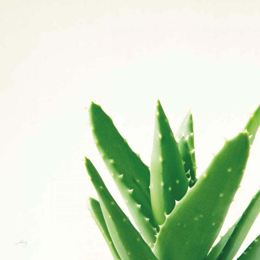 Succulent Simplicity VI Neutral art print by Felicity Bradley for $57.95 CAD