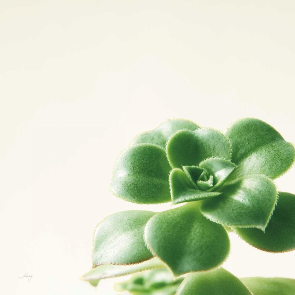 Succulent Simplicity VIII Neutral art print by Felicity Bradley for $57.95 CAD