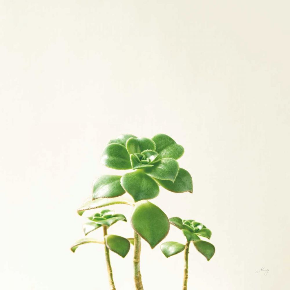 Succulent Simplicity IX Neutral art print by Felicity Bradley for $57.95 CAD