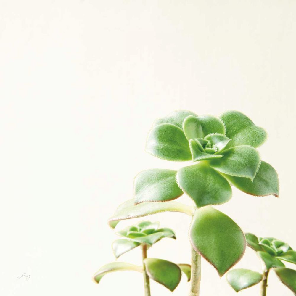Succulent Simplicity X Neutral art print by Felicity Bradley for $57.95 CAD