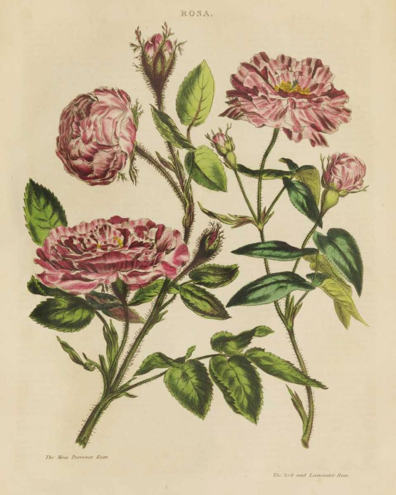 Herbal Botany XVIII v2 Crop art print by Wild Apple Portfolio for $57.95 CAD