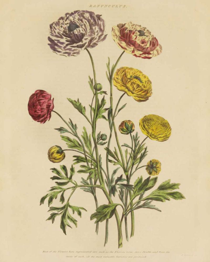 Herbal Botany XXII v2 Crop art print by Wild Apple Portfolio for $57.95 CAD