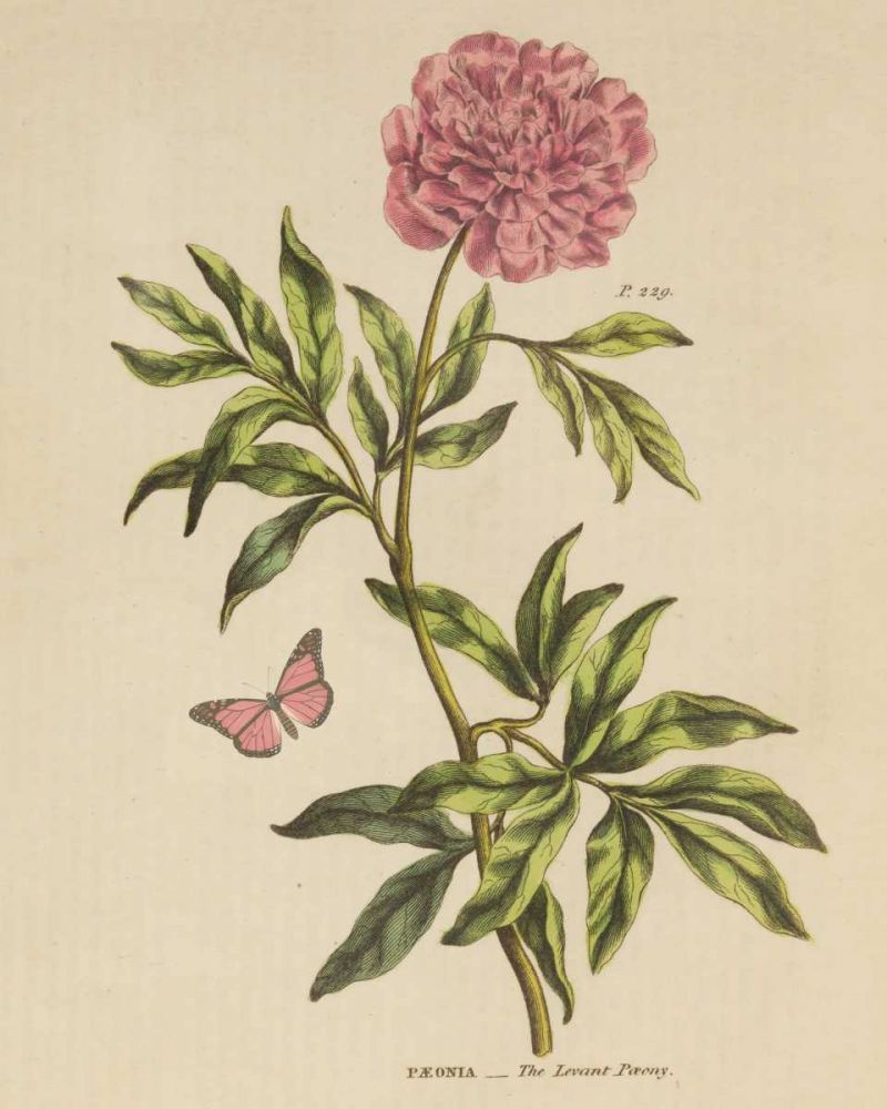 Herbal Botany XXIV Butterfly Crop art print by Wild Apple Portfolio for $57.95 CAD
