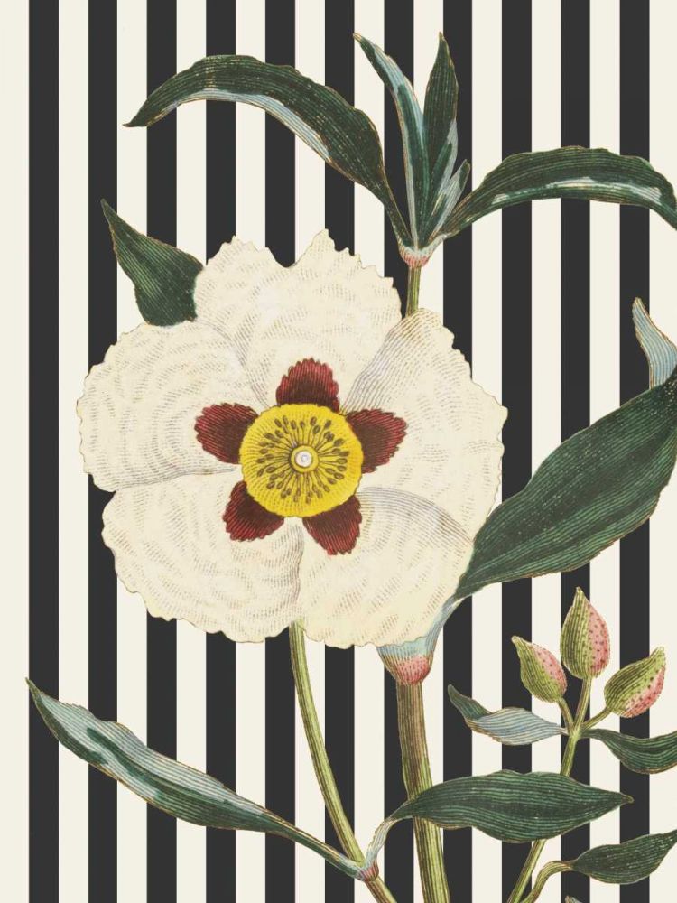 Herbal Botanical XXVII Bold art print by Wild Apple Portfolio for $57.95 CAD