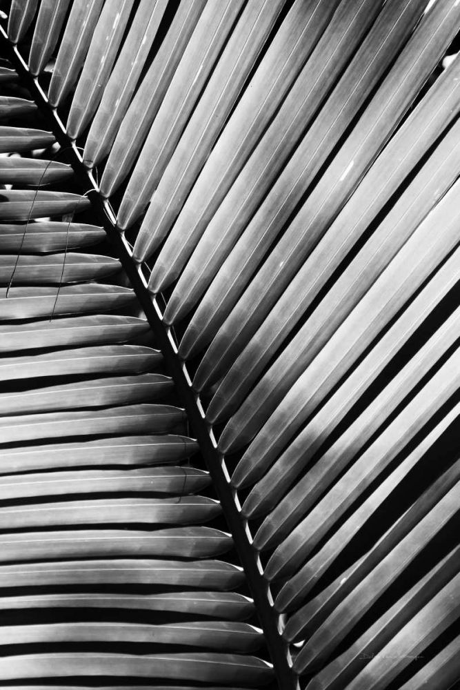Palm Frond I art print by Debra Van Swearingen for $57.95 CAD