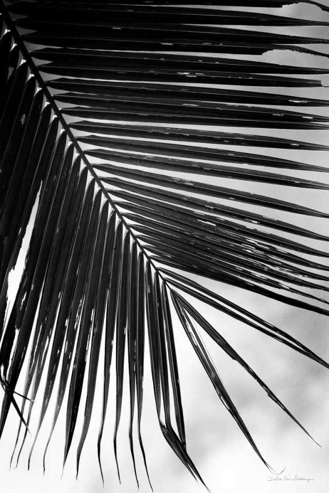 Palm Frond II art print by Debra Van Swearingen for $57.95 CAD