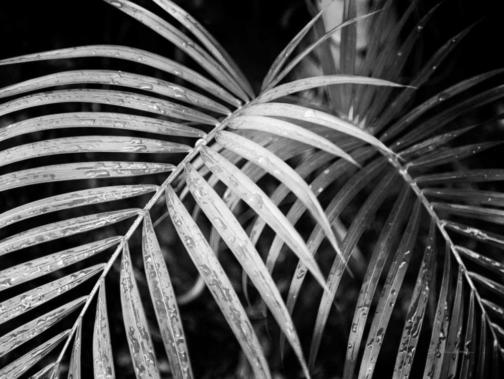 Palm Fronds art print by Debra Van Swearingen for $57.95 CAD