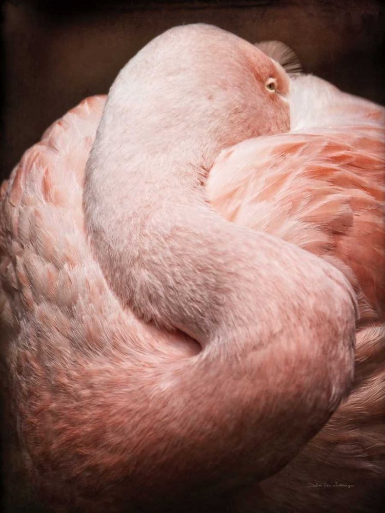 Chilean Flamingo I art print by Debra Van Swearingen for $57.95 CAD