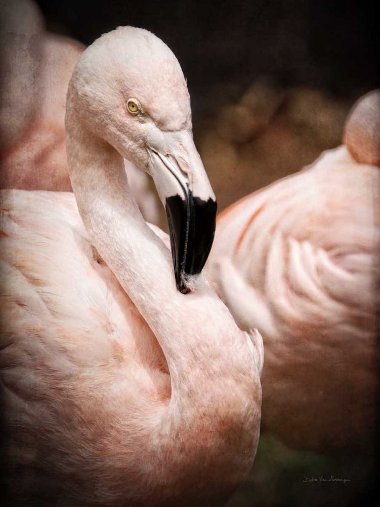 Chilean Flamingo II art print by Debra Van Swearingen for $57.95 CAD