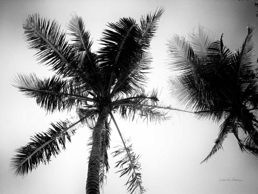 Palm Tree Looking Up II art print by Debra Van Swearingen for $57.95 CAD