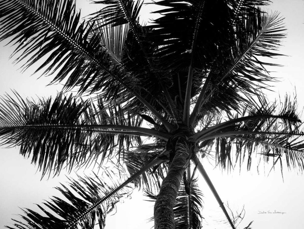 Palm Tree Looking Up III art print by Debra Van Swearingen for $57.95 CAD