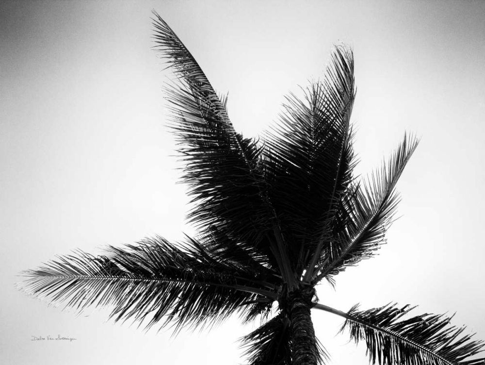 Palm Tree Looking Up IV art print by Debra Van Swearingen for $57.95 CAD