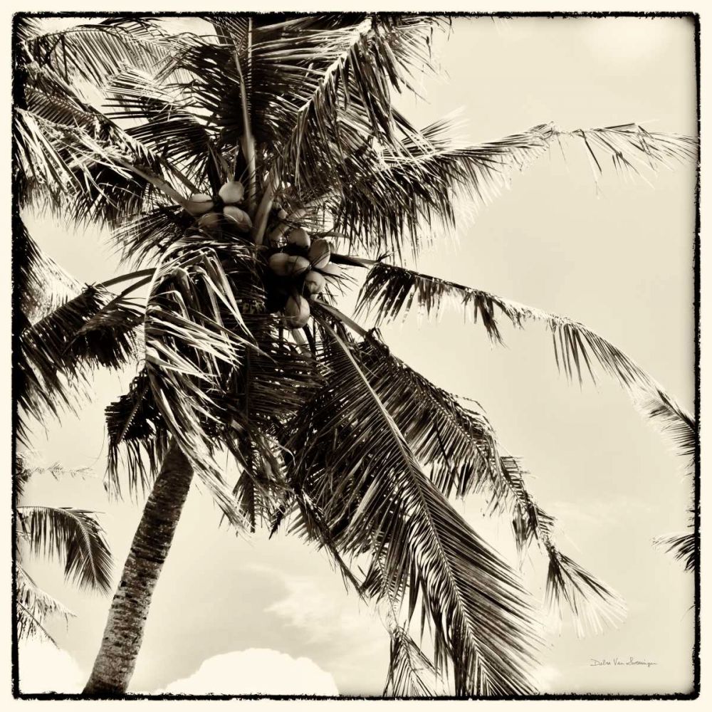 Palm Tree Sepia II art print by Debra Van Swearingen for $57.95 CAD