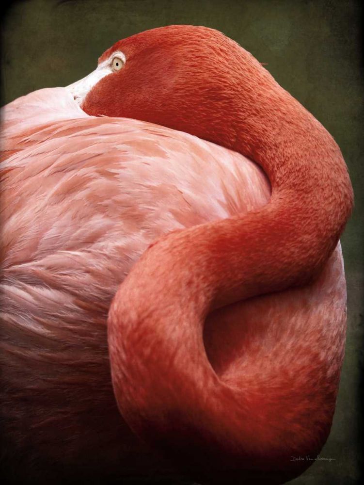 Caribbean Flamingo I art print by Debra Van Swearingen for $57.95 CAD