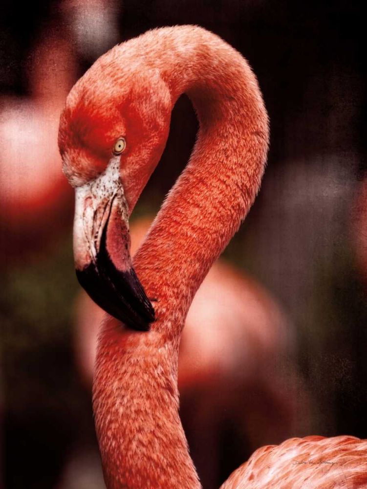 Caribbean Flamingo II art print by Debra Van Swearingen for $57.95 CAD