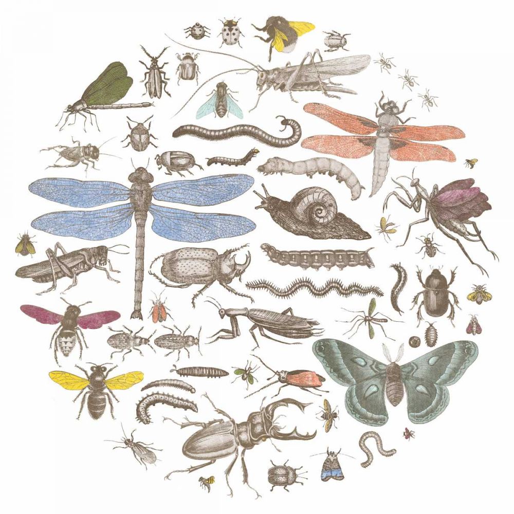 Insect Circle I Bright art print by Wild Apple Portfolio for $57.95 CAD