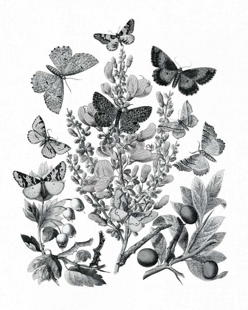 Butterfly Bouquet II Linen BW II art print by Wild Apple Portfolio for $57.95 CAD