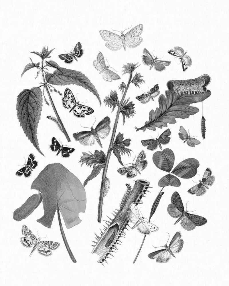 Butterfly Bouquet III Linen BW III art print by Wild Apple Portfolio for $57.95 CAD