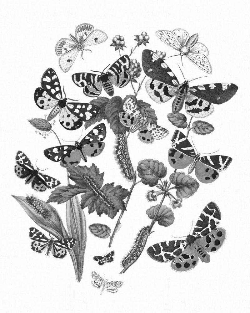 Butterfly Bouquet IV Linen BW IV art print by Wild Apple Portfolio for $57.95 CAD