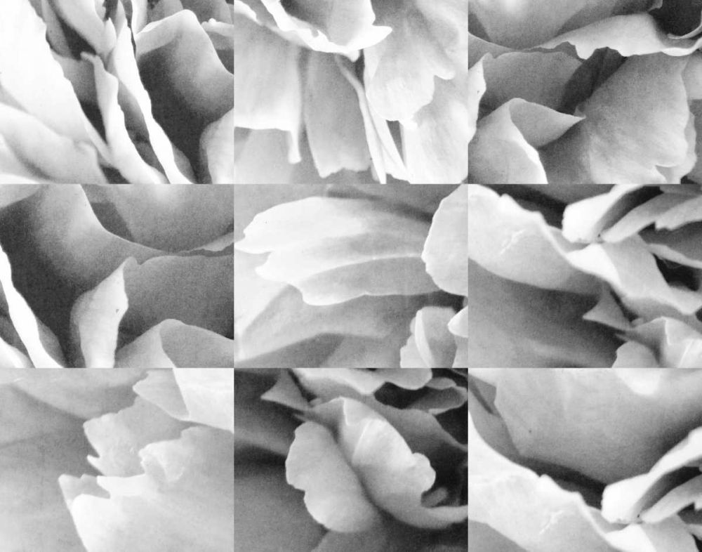 Dreamy Peony Collage art print by Wild Apple Portfolio for $57.95 CAD