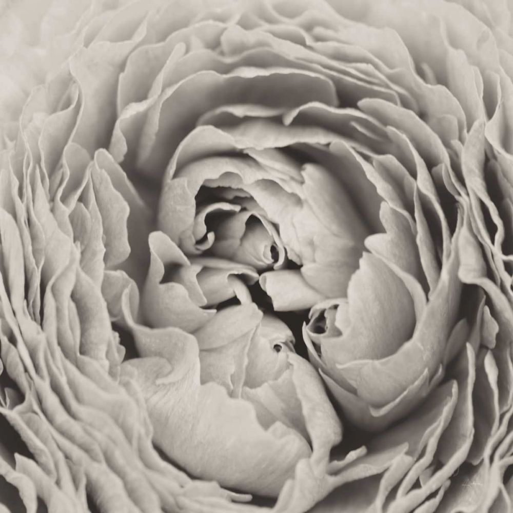 BW Peony art print by Aledanda for $57.95 CAD