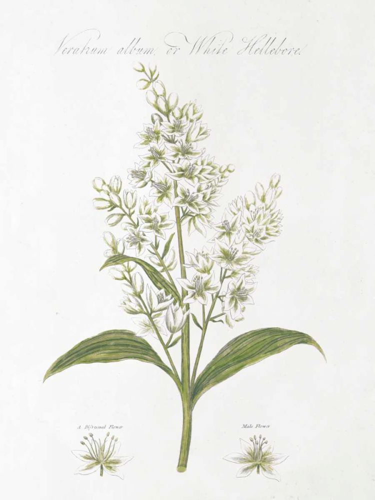 Botany Book XI White Green art print by Wild Apple Portfolio for $57.95 CAD