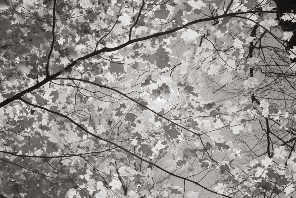 Foliage II art print by Alan Majchrowicz for $57.95 CAD