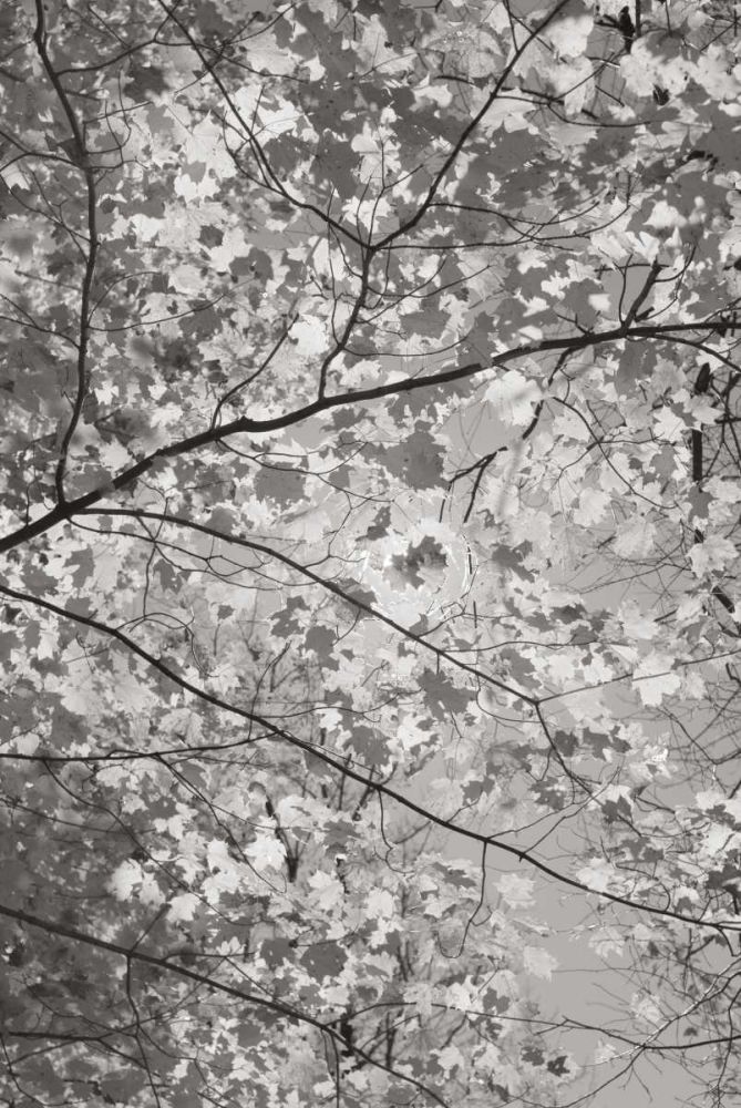 Foliage I art print by Alan Majchrowicz for $57.95 CAD